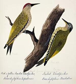 1829 1928 Collection: Picus xanthopygaeus, Picus squamatus
