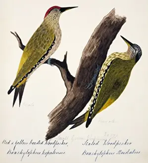 Scaly Prints: Picus xanthopygaeus, Picus squamatus
