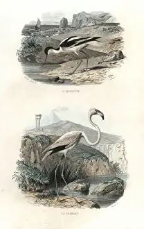Edouardtravies Prints: Pied avocet and greater flamingo