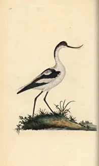 Edwarddonovan Prints: Pied avocet, Recurvirostra avocetta