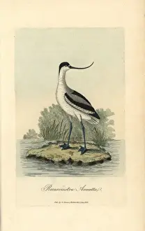Pied avocet, Recurvirostra avocetta