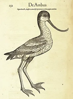 Wader Prints: Pied avocet, Recurvirostra avosetta