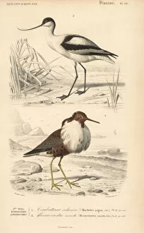 Universel Collection: Pied avocet, Recurvirostra avosetta, and ruff