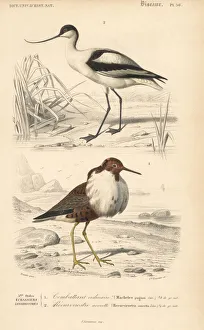 Widow Gallery: Pied avocet, Recurvirostra avosetta, and ruff