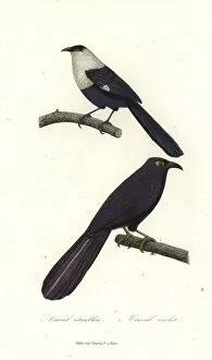 Pied Gallery: Pied coucal and violet coucal