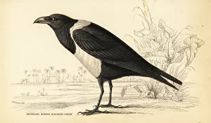 Naturalists Collection: Pied crow, Corvus albus