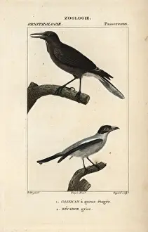 Dumont Prints: Pied currawong, Strepera graculina