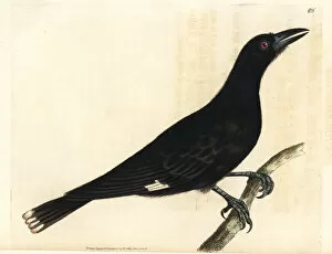 Pied Gallery: Pied currawong, Strepera graculina