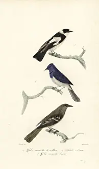 Achille Richard Prints: Pied flycatcher, blue and white flycatcher and New Zealand fanta