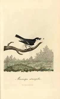 Flycatcher Prints: Pied flycatcher, Muscicapa atricapilla, Ficedula hypoleuca