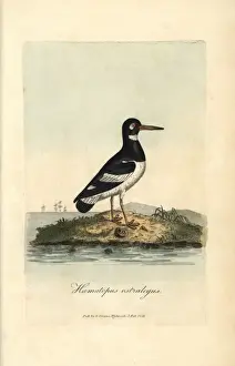 Pied oystercatcher, Haematopus ostralegus