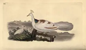 Pied peafowl, Pavo cristatus, female with young