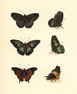 Pied Gallery: Pied piper, green false acraea and forest admiral butterfly