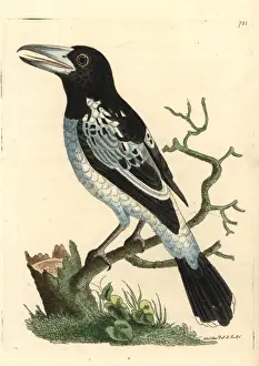 Pied roller, Coracias varia