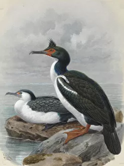 A History Of The Birds Of New Zealand Gallery: Pied Shag Karuhiruhi, Chatham Island Shag