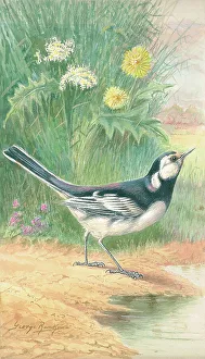 Pied Wagtail