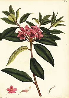 Henry Andrews Prints: Piedmont rhododendron, Rhododendron minus