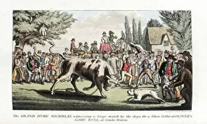 Anecdotes Gallery: Pierce Egans Anecdotes: bull-baiting by dogs