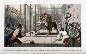 Anecdotes Gallery: Pierce Egans Anecdotes: lion killing dogs in Warwick