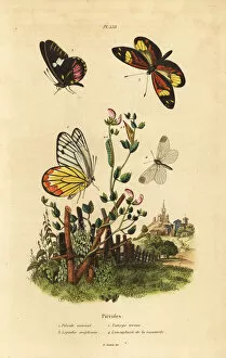 Sinapis Gallery: Pierid butterflies