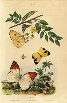 Pierid butterflies