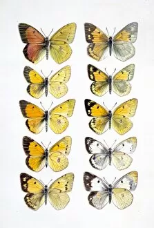 Butterfly Collection: Pieridae sp. clouded yellow butterflies