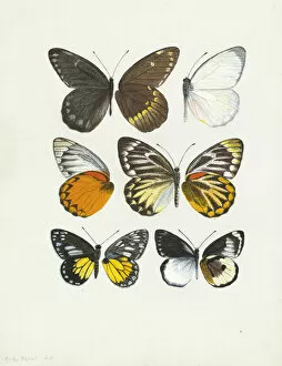 Women Artists Collection: Pierine genus, Butterfly wings