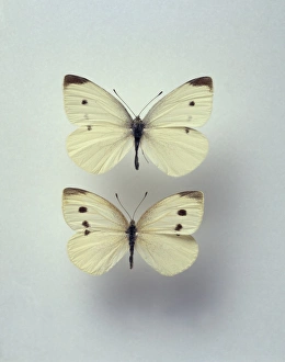 Brassicales Gallery: Pieris rapae, small white butterflies