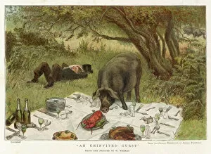 1884 Collection: Pig Eats Picnic Food