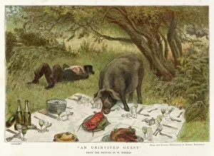 1884 Prints: Pig Eats Picnic Food