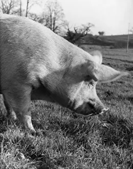 Snout Prints: A pig in a field