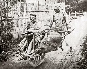 New Images May Collection: Pig and passenger on a wheelbarrow, China, circa 1880s (William Saunders)