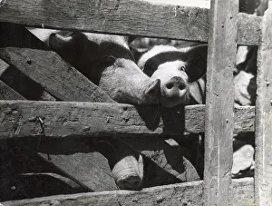 Trapped Prints: Pig in Pen