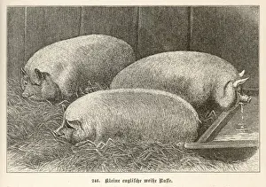 Pig Sty Prints: Pig / Small English 1897