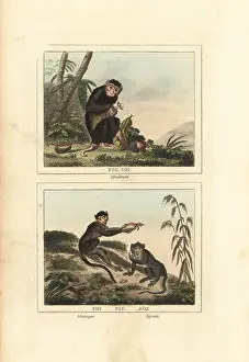 Egret Prints: Pig-tailed macaque, African guenon and crab-eating macaque