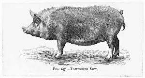 Pigs Prints: Pig / Tamworth Sow 19C