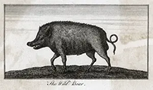 Pig / Wild Boar C1800