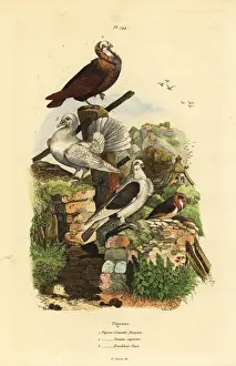 Fries Prints: Pigeon Columba livia breeds: cravatte francais