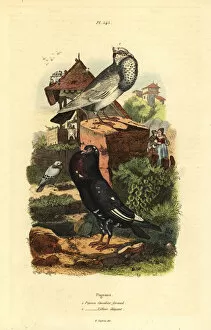 Casse Collection: Pigeon Columba livia breeds: pigeon cavalier
