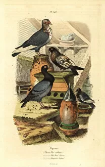 Pigeon Columba livia breeds: Pigeon turc ordinaire