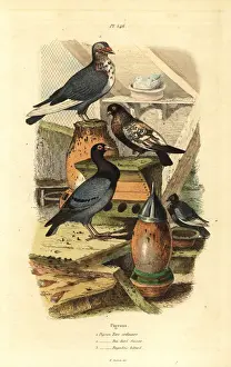 Fries Prints: Pigeon Columba livia breeds: Pigeon turc ordinaire