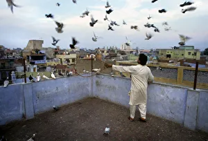 Images Dated 8th August 2019: Pigeon fancier - kabooter baz - Old Delhi, India