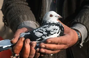 Images Dated 4th September 2019: A pigeon fancier at the Tipton Racing Pigeon Club