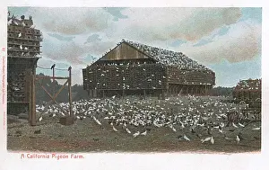 Californian Prints: Pigeon farm in California, USA