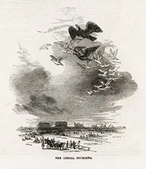 Pigeon Flock / Ascot