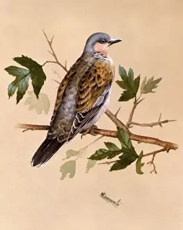 Pigeon on a leafy perch