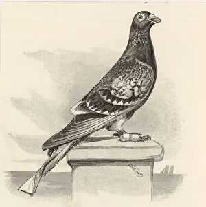 Strapped Prints: Pigeon with Message