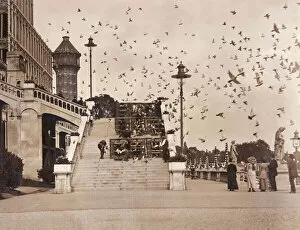 Steps Collection: Pigeon racing at Crystal Palace, London