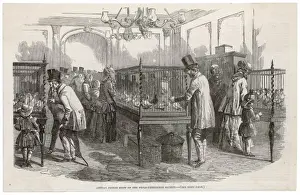Cages Prints: Pigeon Show, London