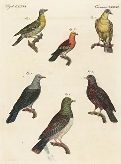 Modern Frame 12x10 of Pigeon species including extinct Norfolk Island pigeon